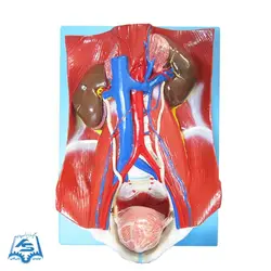 مولاژ دستگاه دفع ادرار مدل ASM32