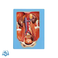 مولاژ دستگاه دفع ادرار مدل ASM32