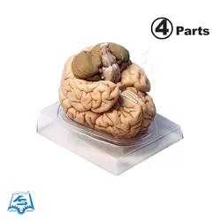 مولاژ مغز انسان (4 قسمتی) مدل ASM25