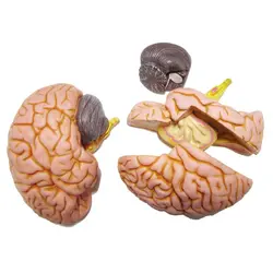 مولاژ مغز انسان (4 قسمتی) مدل ASM25