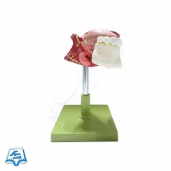 مولاژ زبان و دندان مدل ASM23
