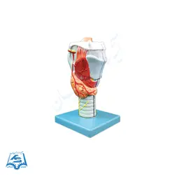 مولاژ حنجره مدل ASM22