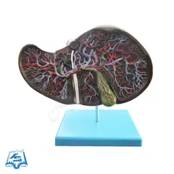 مولاژ کبد انسان مدل ASM21