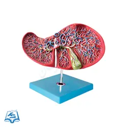 مولاژ کبد انسان مدل ASM21