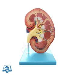 مولاژ کلیه انسان مدل ASM20