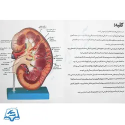 مولاژ کلیه انسان مدل ASM20