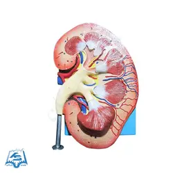 مولاژ کلیه انسان مدل ASM20