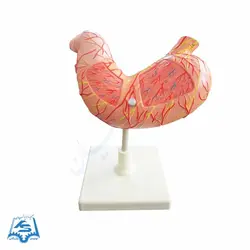 مولاژ معده انسان مدل ASM19