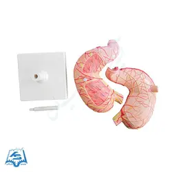 مولاژ معده انسان مدل ASM19