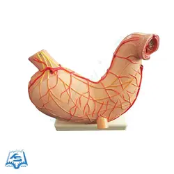 مولاژ معده انسان مدل ASM19