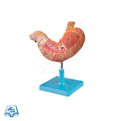 مولاژ معده انسان مدل ASM19