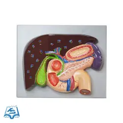 مولاژ لوزه المعده و طحال مدل ASM18