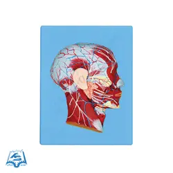 مولاژ عضلات سر و گردن با نمایش عروق مدل ASM30