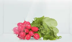 یخچال فریزر دوقلو بوش مدل KSV36VW304 – GSN36VW304