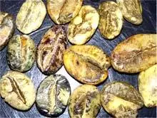 کتاب الکترونیکی هنر و علم قهوه