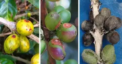 کتاب الکترونیکی هنر و علم قهوه