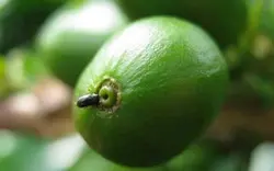 کتاب الکترونیکی هنر و علم قهوه