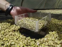 کتاب الکترونیکی هنر و علم قهوه