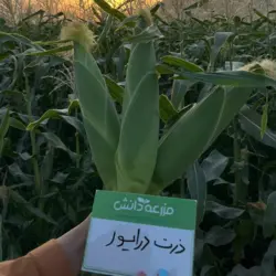 بذر ذرت شیرین درایور کلوز (سوپر سوییت)