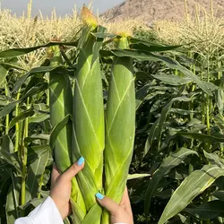 بذر ذرت شیرین درایور کلوز (سوپر سوییت)