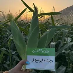 بذر ذرت شیرین درایور کلوز (سوپر سوییت)