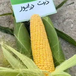 بذر ذرت شیرین درایور کلوز (سوپر سوییت)