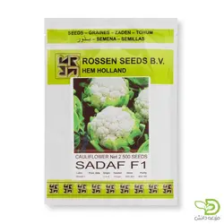 بذر گل کلم صدف روزن سیدز | فروش اینترنتی انواع بذر | مزرعه دانش