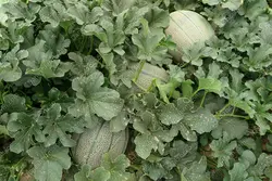 بذر ملون (خربزه) اوریانا نانهمز