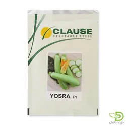 بذر کدو خورشتی یسرا کلوز | فروش اینترنتی انواع بذر | مزرعه دانش