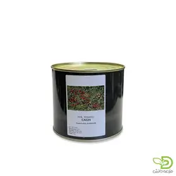 بذر گوجه گیلاسی CA024 کانیون