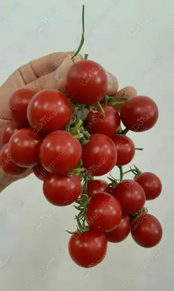 بذر گوجه گیلاسی CA024 کانیون