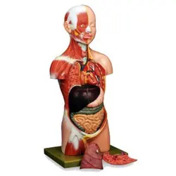 مولاژ نیم تنه با نمایش ماهیچه انسان 1/2