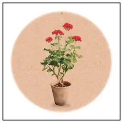 کاغذ کادو کرافت شمعدانی (کد163)