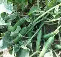 بذر خیار گلوریا جدید( آمریکایی درجه 1)