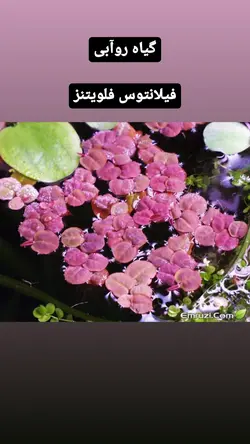 گیاه روآبی فیلانتوس فلویتنز(به صورت پکی)
