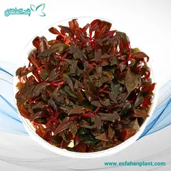 آلترنانترا رینیکی مینی ALTERNANTHERA REINECKII MINI