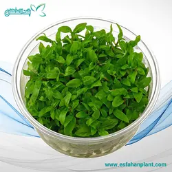 Staurogyne Repens‏ استروژن ریپنس