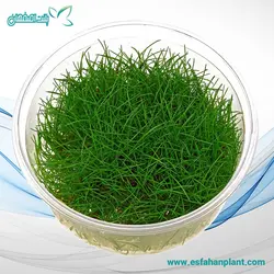 چمن مویی کوتاه Eleocharis pusilla (parvula)‏