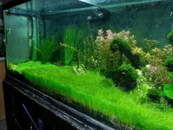 چمن مویی کوتاه Eleocharis pusilla (parvula)‏