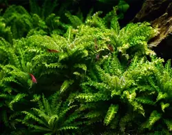 پوگوستمون هلفری  Pogostemon helferi