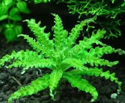 پوگوستمون هلفری  Pogostemon helferi