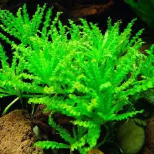 پوگوستمون هلفری  Pogostemon helferi