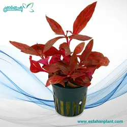 آلترنانترا رینیکی رسانرویگ ALTERNANTHERA REINECKII ROSANERVIG