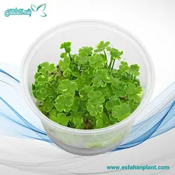 Hydrocotyle Sibthorpioides (مارش)