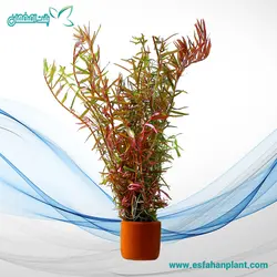 Rotala rotundifolia Gia Lai / H'Ra روتالاجیا لای
