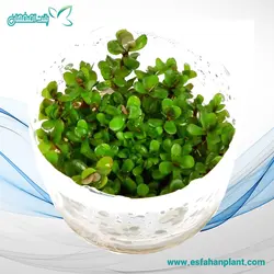 روتالا بن سای ROTALA BONSAI