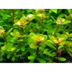 روتالا بن سای ROTALA BONSAI