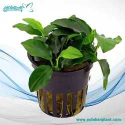 آنوبیاس نانا پتیت ANUBIAS NANA PETIT
