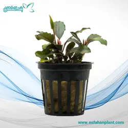 بوسفالاندرا فونیکس رد (سایز L) Bucephalandra Brownie Phoenix Red