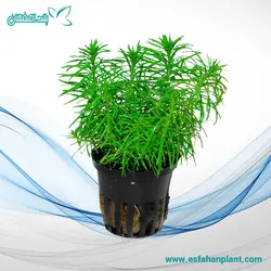 پوگوستمون ارکتوس Pogostemon Erectus(وارداتی)